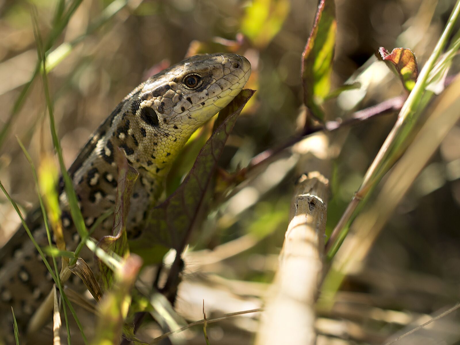 Nikon D3300 sample photo. Sand lizard, nature, animal photography