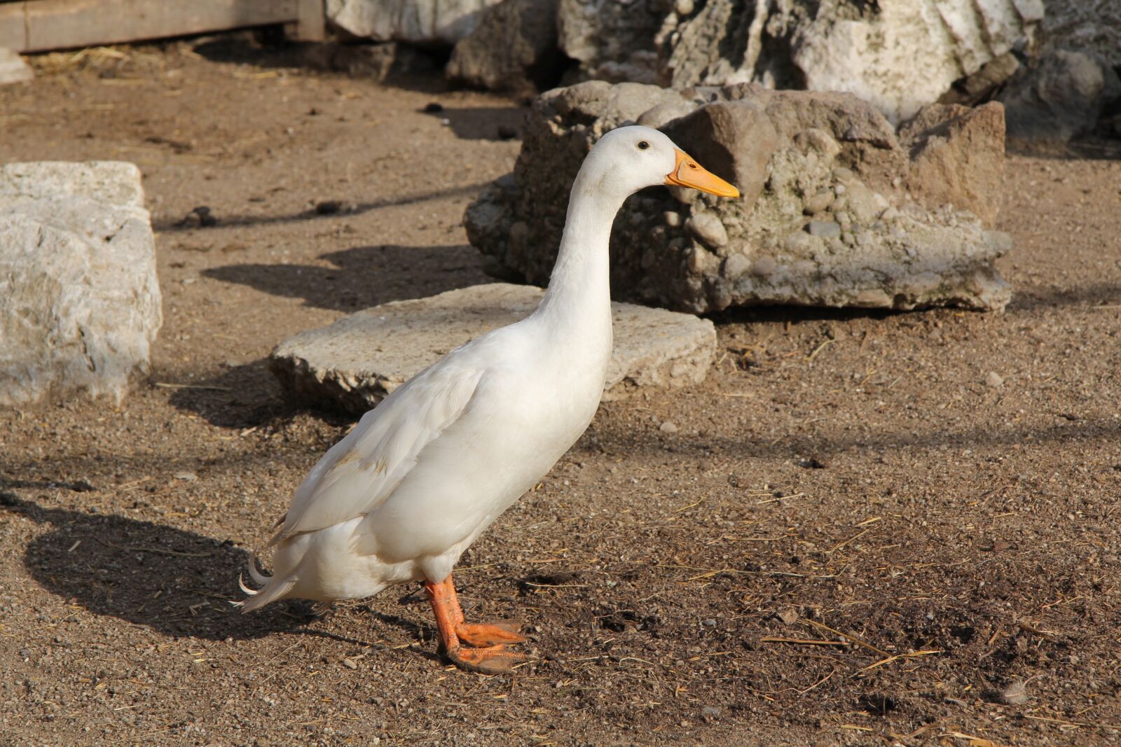 Canon EF-S 17-85mm F4-5.6 IS USM sample photo. Goose, animal, bird photography