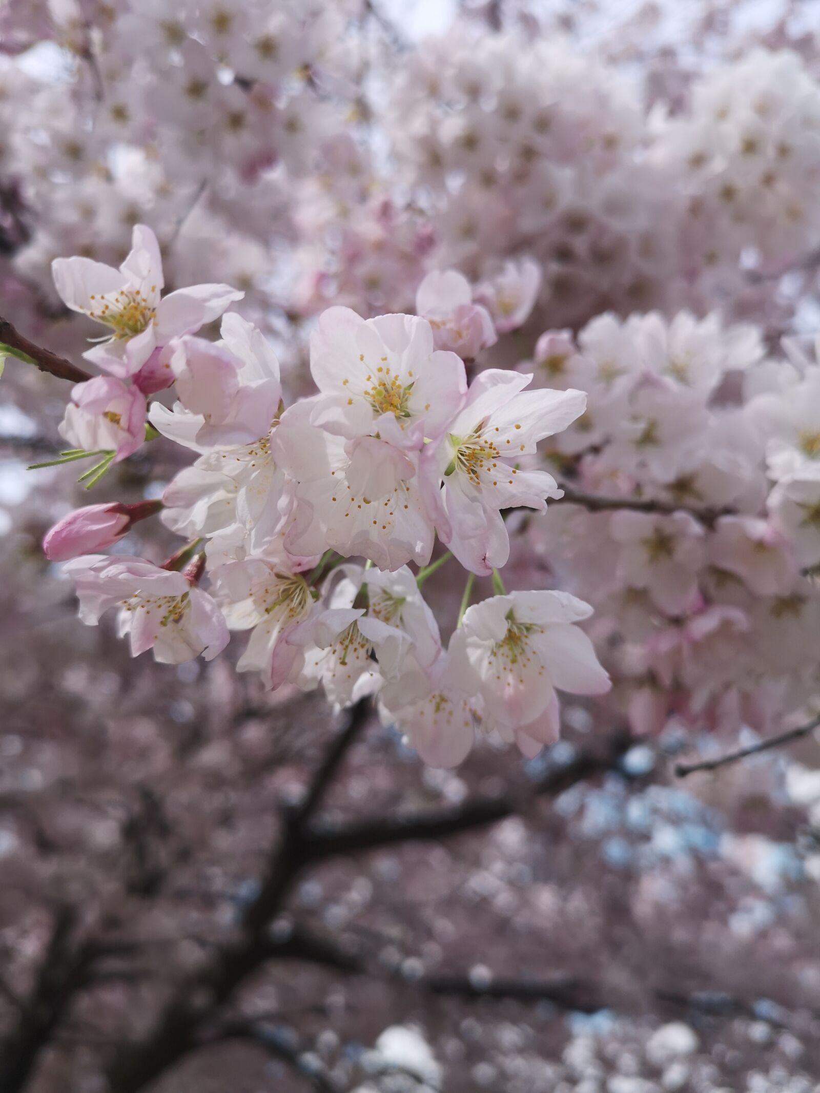 HUAWEI P20 Pro sample photo. Cherry blossom, spring season photography