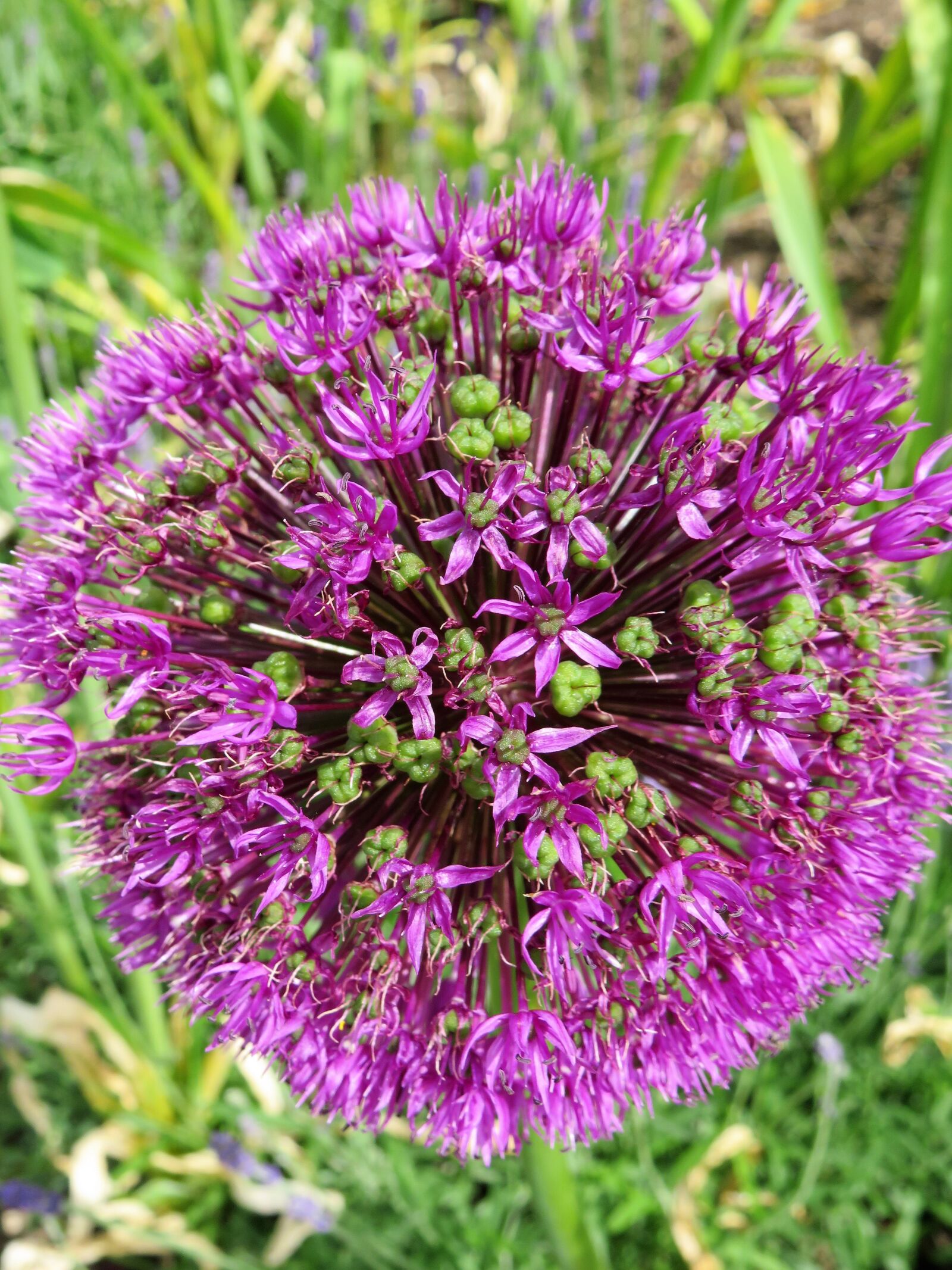 Canon PowerShot SX540 HS sample photo. Allium, purple, flower photography