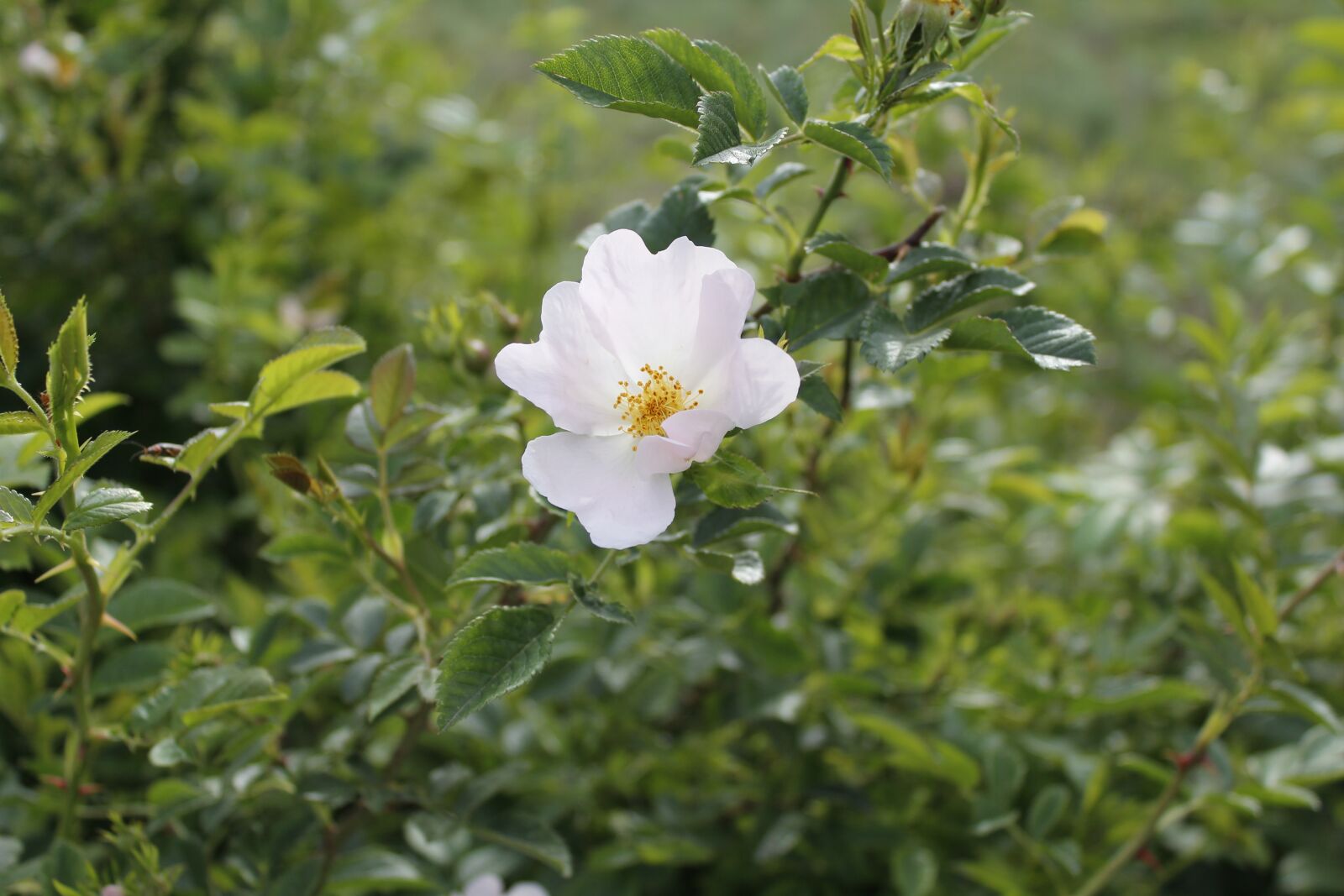 Canon EOS 1200D (EOS Rebel T5 / EOS Kiss X70 / EOS Hi) sample photo. Flower, doga, white photography