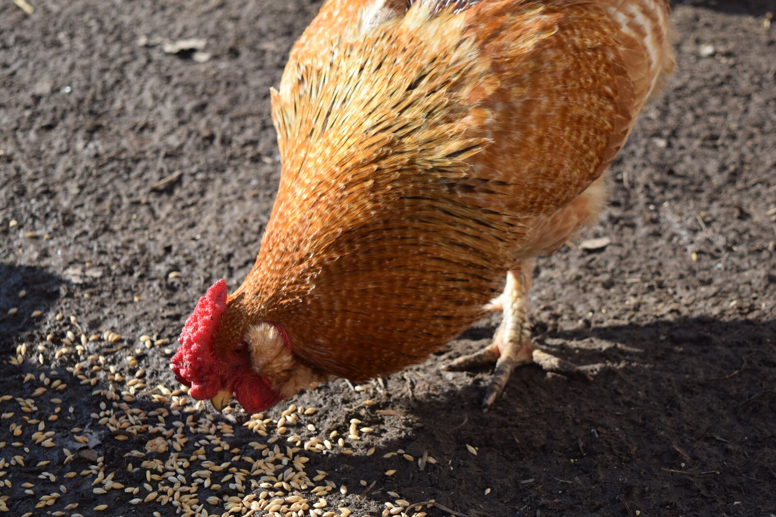 Nikon D5300 sample photo. Farm, farming, animal photography