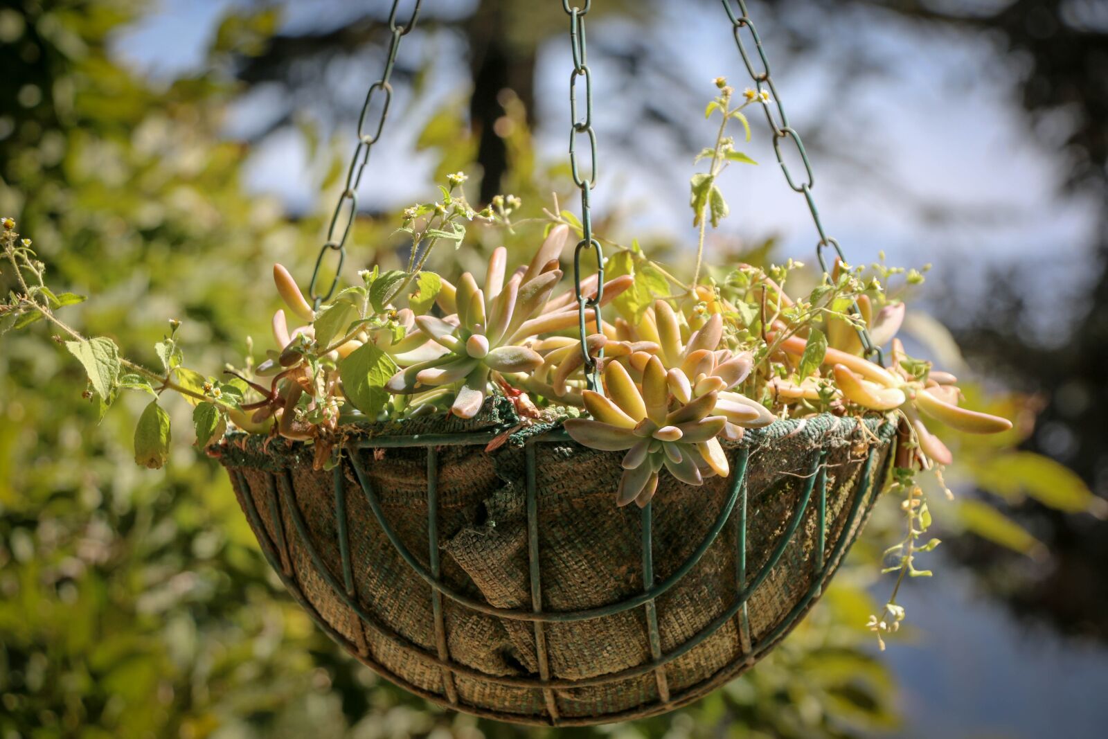 Canon EOS 70D sample photo. Nature, flora, tree photography