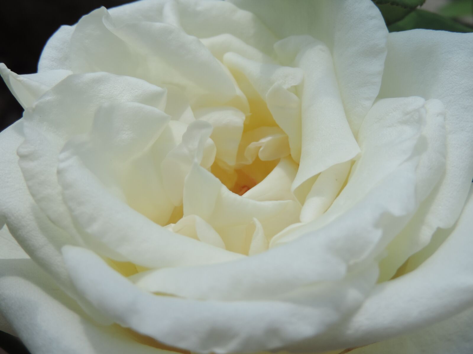 Nikon Coolpix P520 sample photo. Flower, rose, wedding photography