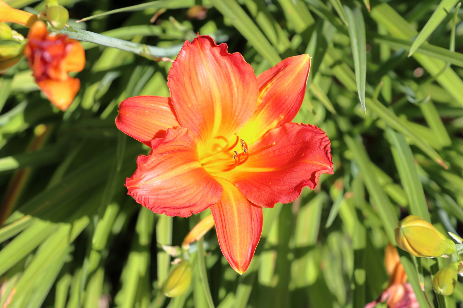 Canon EOS 90D sample photo