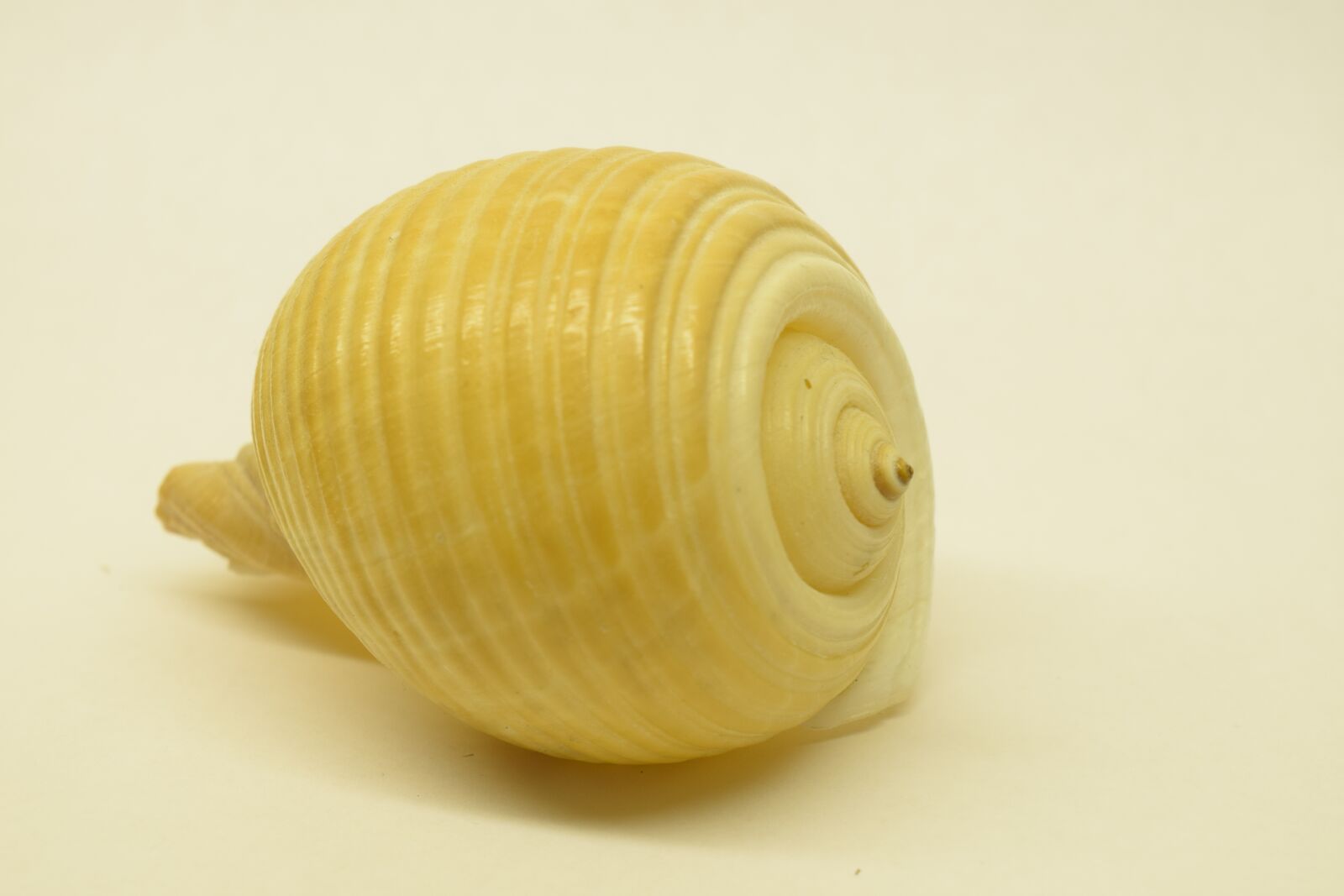 Nikon D3300 sample photo. Shell, close up, spiral photography