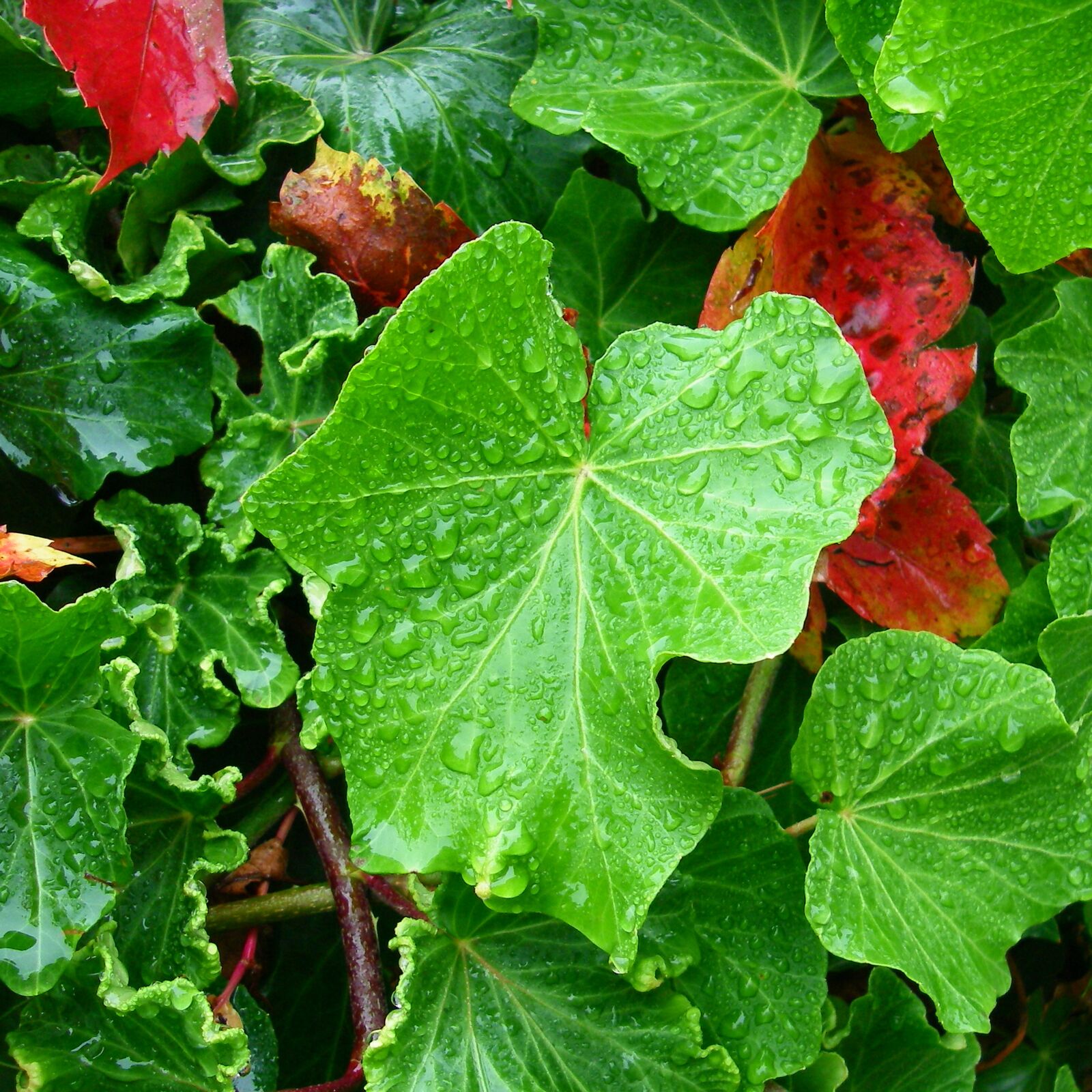 Pentax OPTIO W10 sample photo. Leaves, dew, green photography