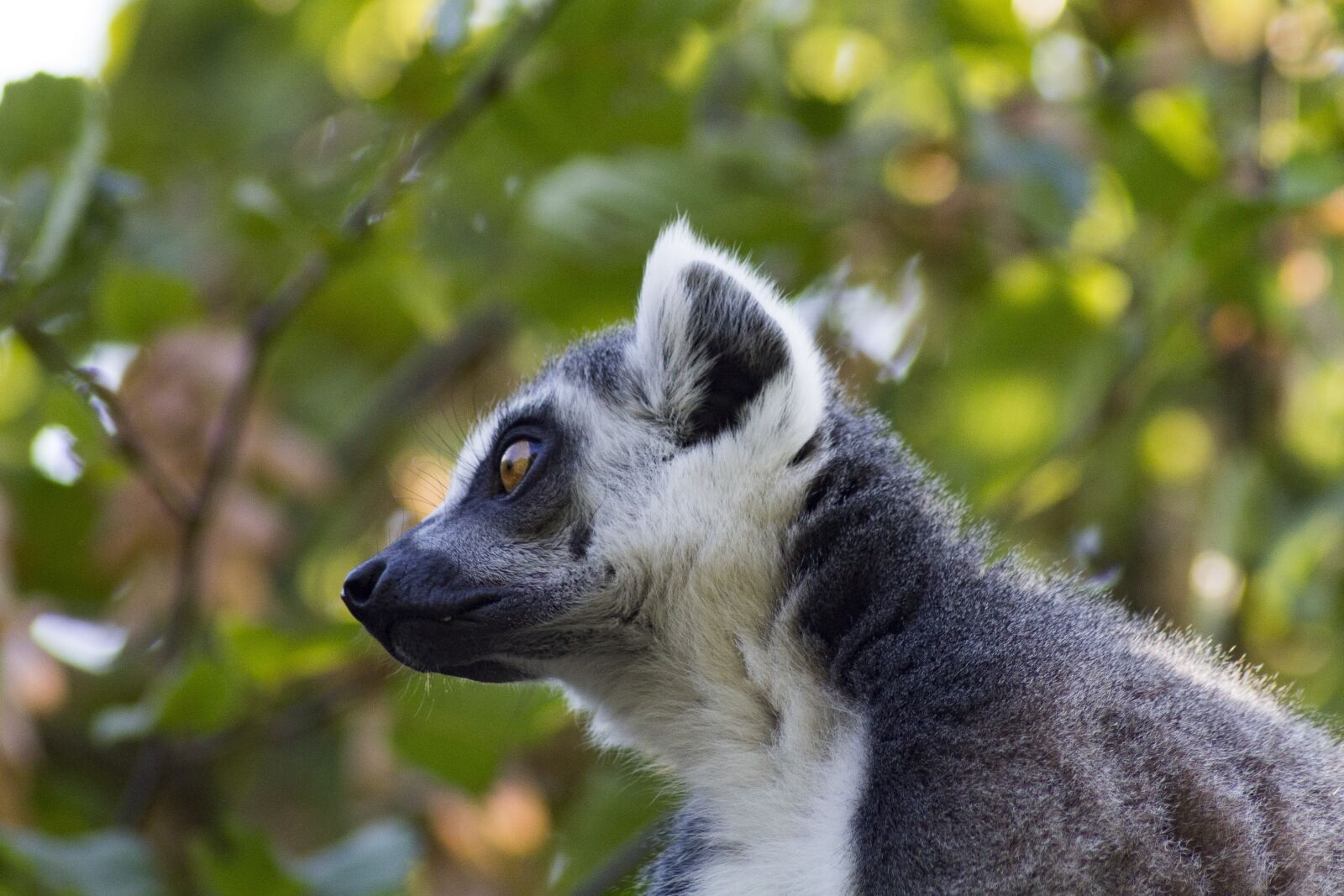 Canon EOS 1100D (EOS Rebel T3 / EOS Kiss X50) sample photo. Ring tailed lemur, zoo photography