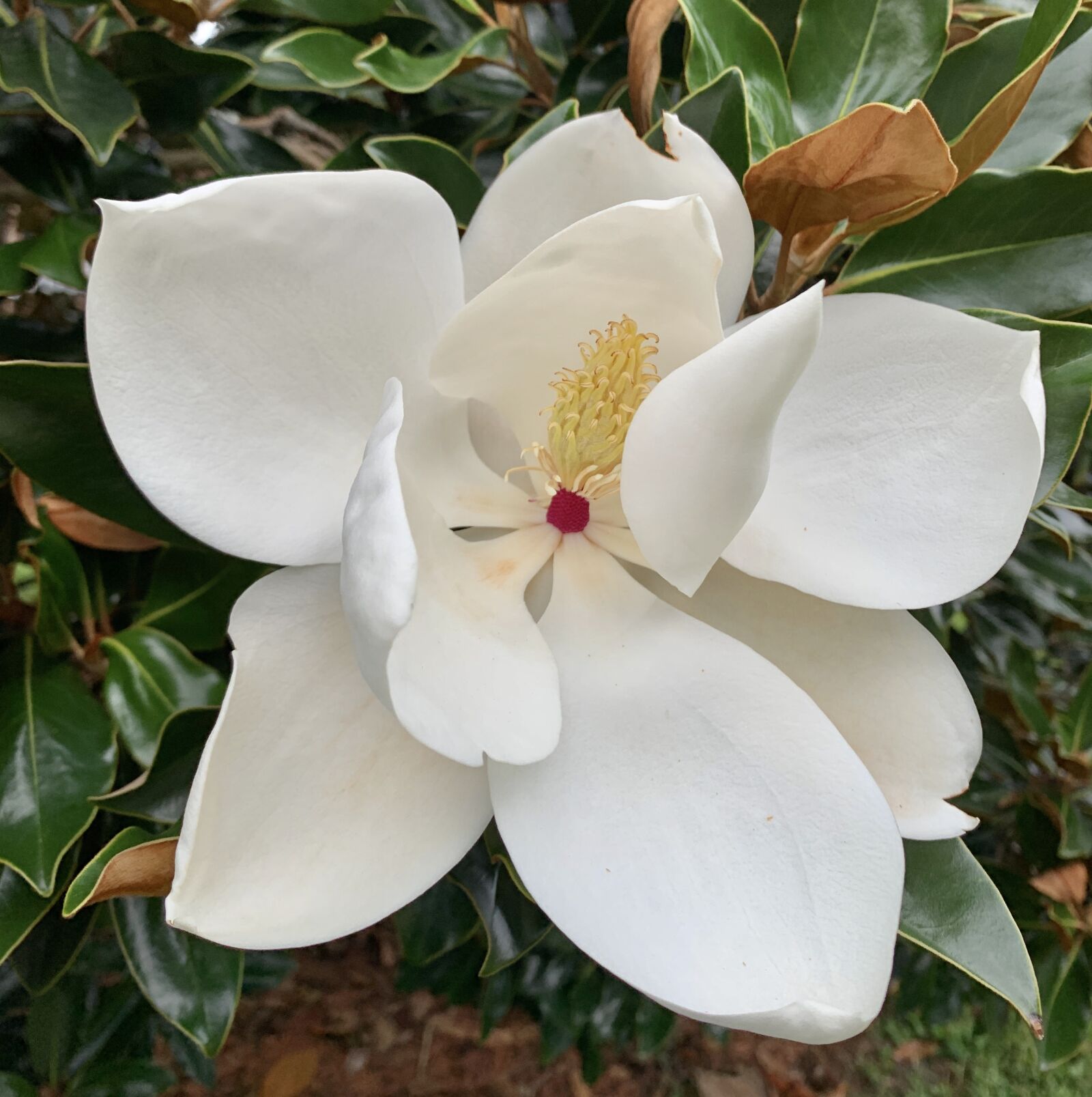 iPhone XR back camera 4.25mm f/1.8 sample photo. Magnolia, white, flower photography