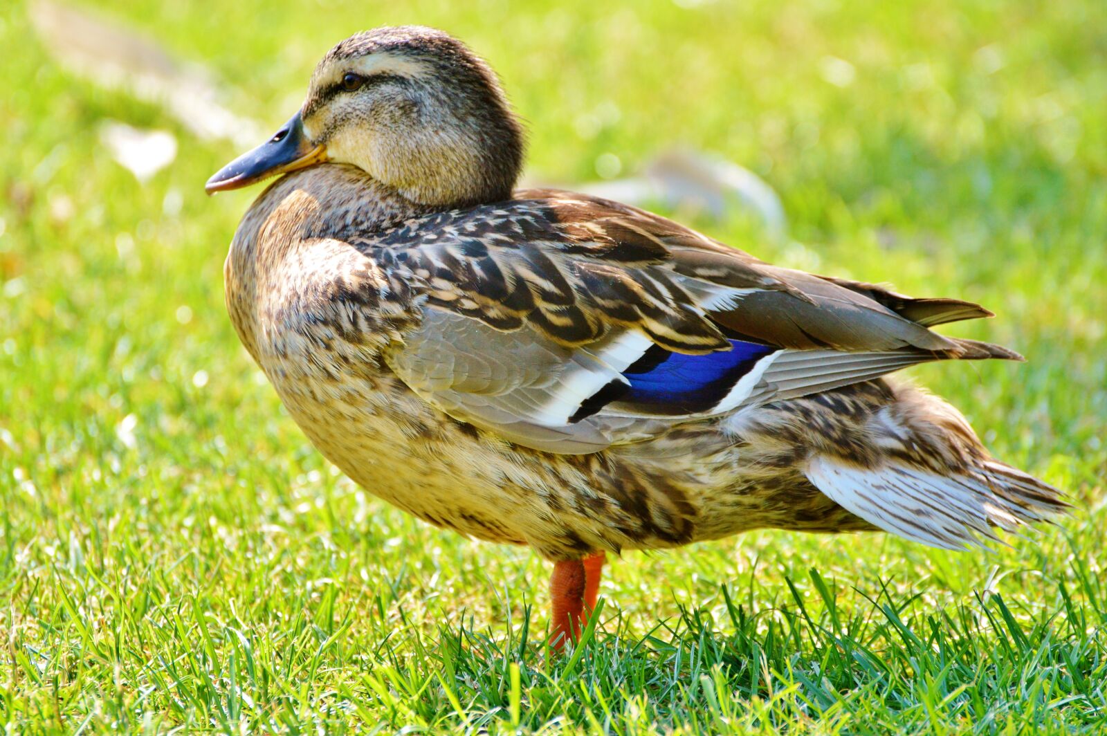 Nikon D3200 sample photo. Ducks, waterfowl, mallard photography