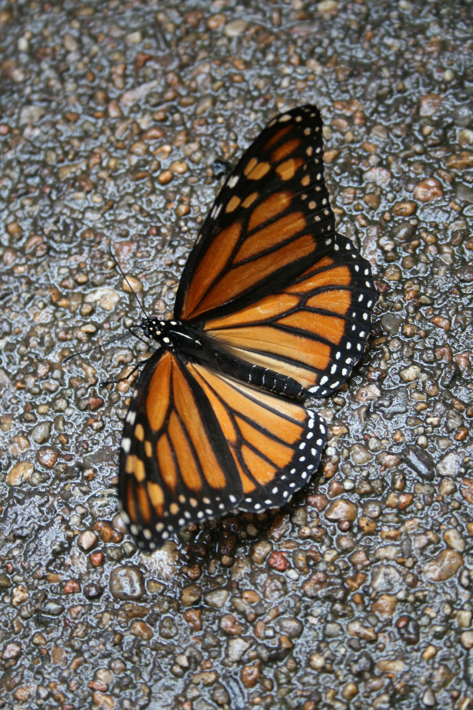 Canon EOS 400D (EOS Digital Rebel XTi / EOS Kiss Digital X) sample photo. Butterfly, monarch, wings photography