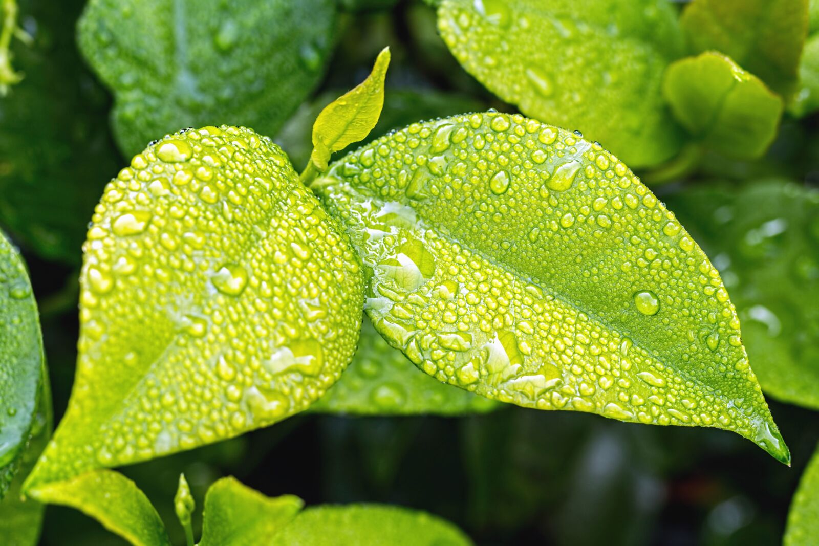 Canon EOS 70D sample photo. Leaf, dewp, water, plant photography