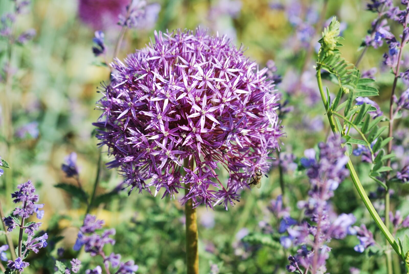 Nikon D60 sample photo. Flower, ornamental onion, allium photography