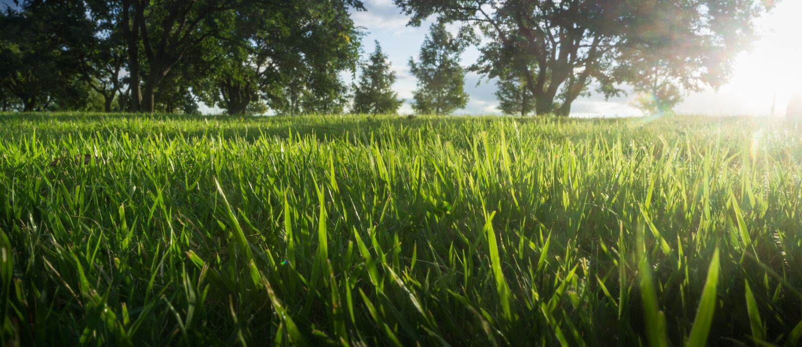 Sony Alpha NEX-5N sample photo. Grass, wood, nature photography