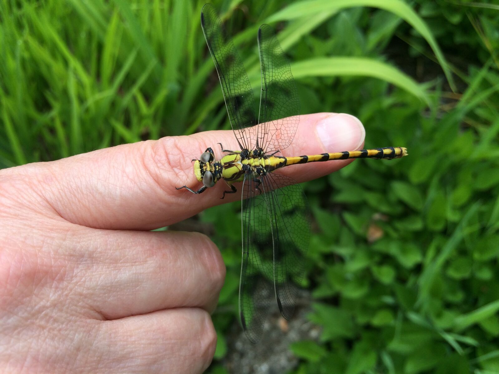 iPhone 5s back camera 4.15mm f/2.2 sample photo. Dragonfly, yellow, nature photography
