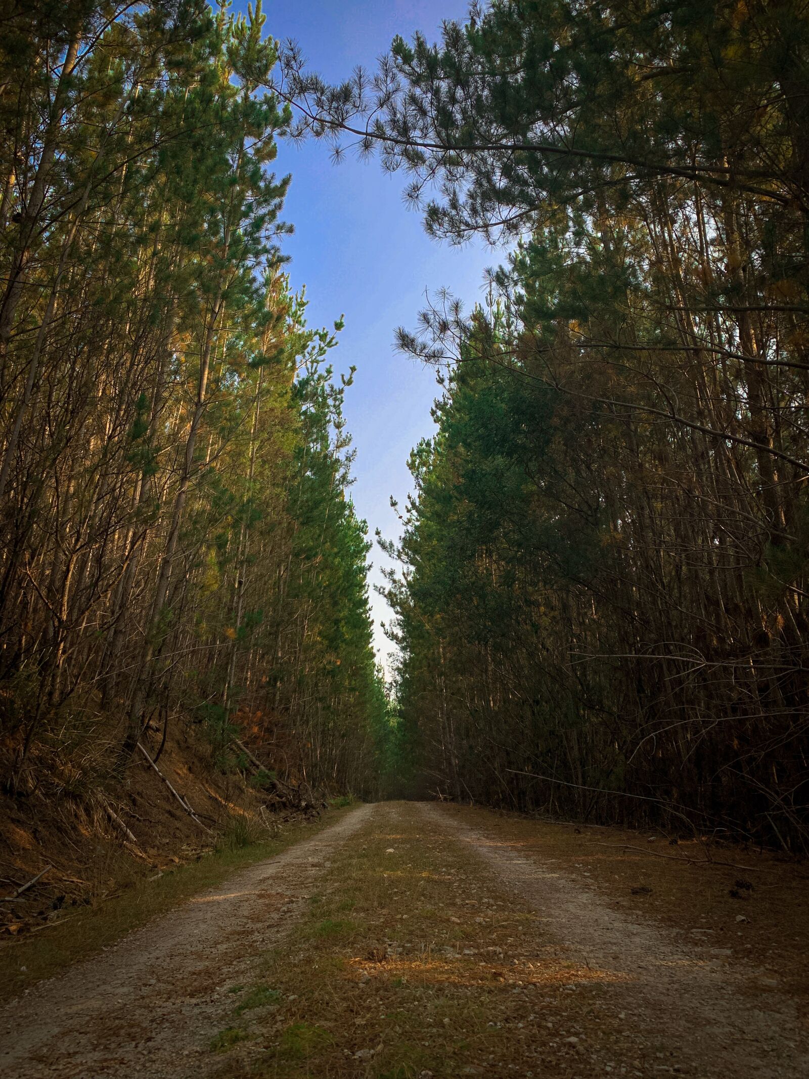 iPhone XS back dual camera 4.25mm f/1.8 sample photo. Tasmania, forest, pine trees photography