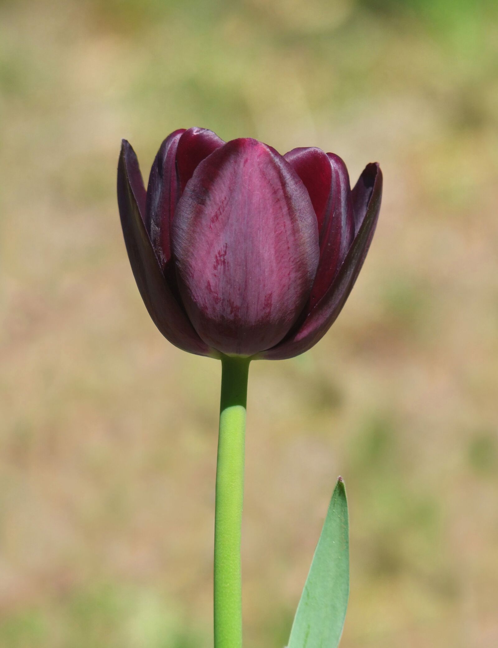 Fujifilm FinePix S100fs sample photo. Tulip, garden, flower photography