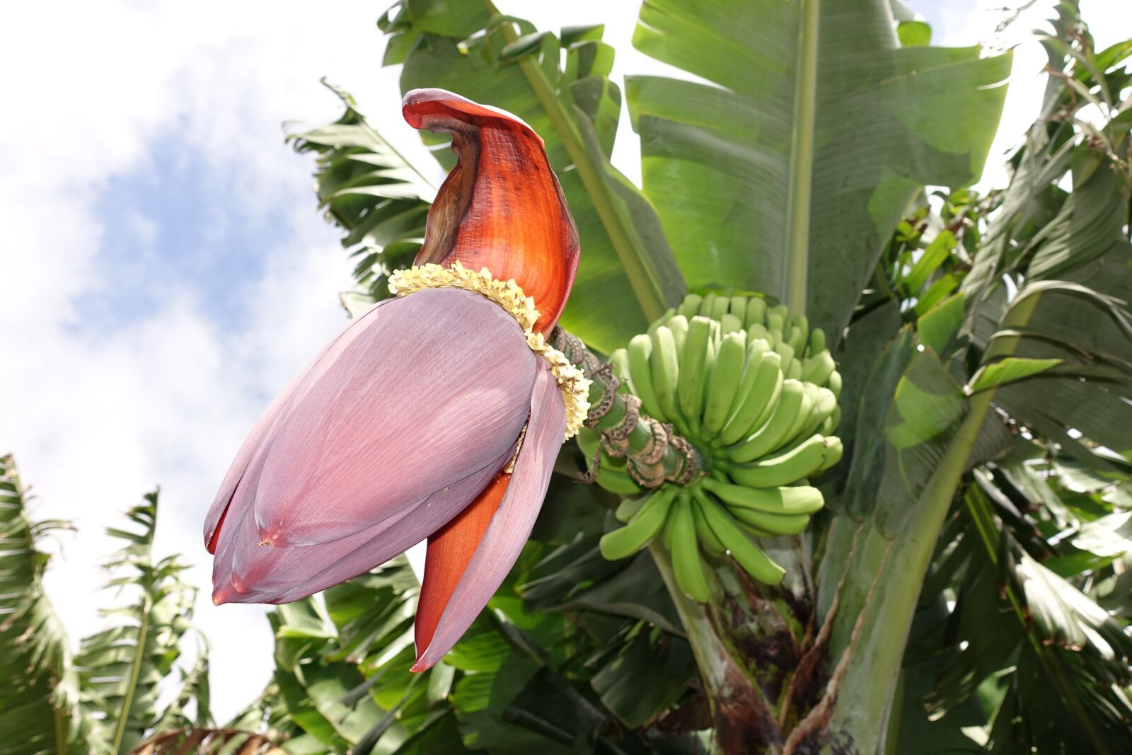 Sony Cyber-shot DSC-RX100 III sample photo. Bananas, musa, nature photography