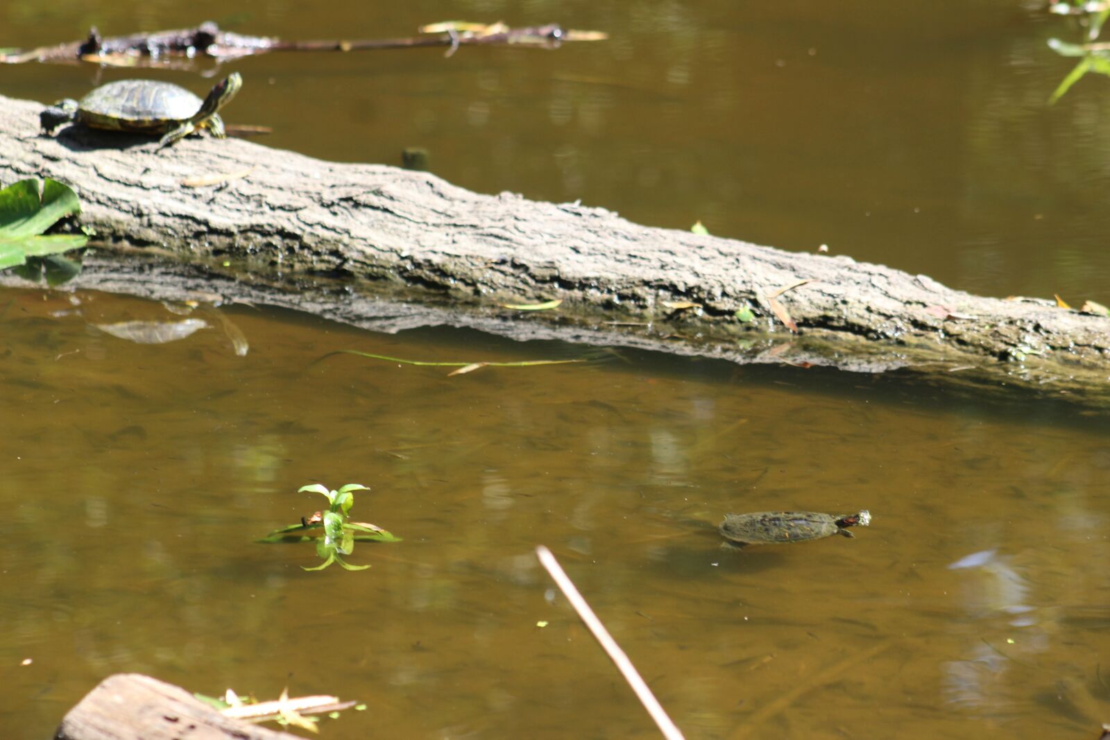 EF75-300mm f/4-5.6 sample photo. Turtle, log, swimming photography