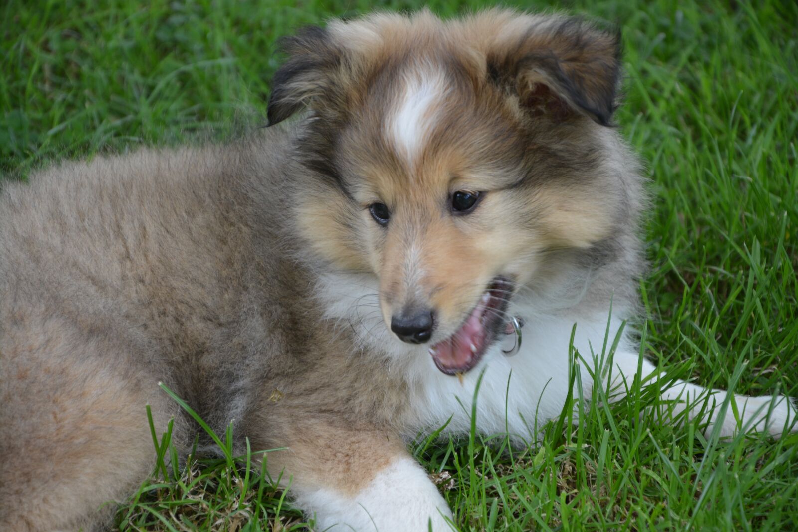 Nikon D5200 sample photo. Puppy, dog, shetland sheepdog photography