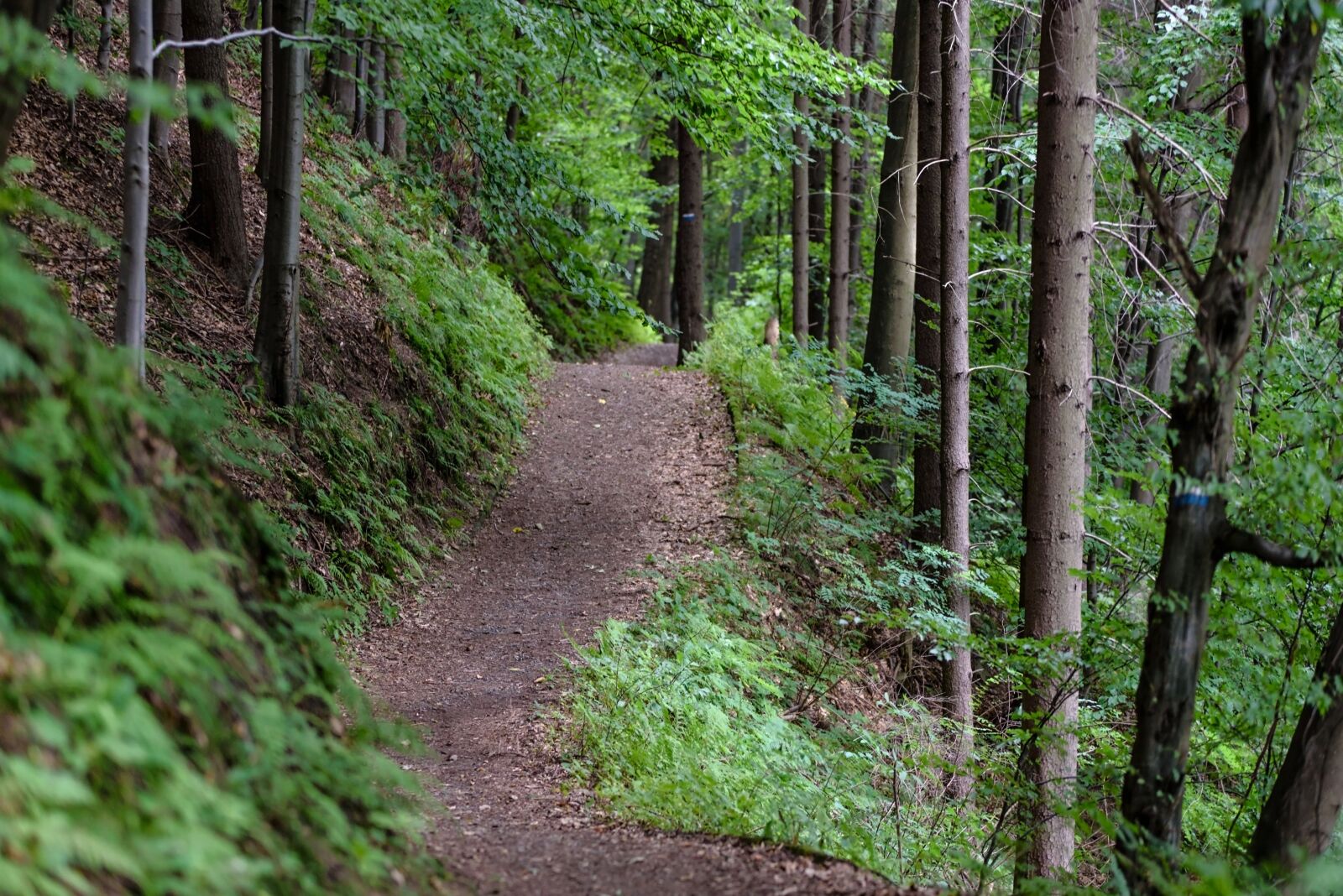 Nikon D750 sample photo. Forest, tree, hiking trail photography