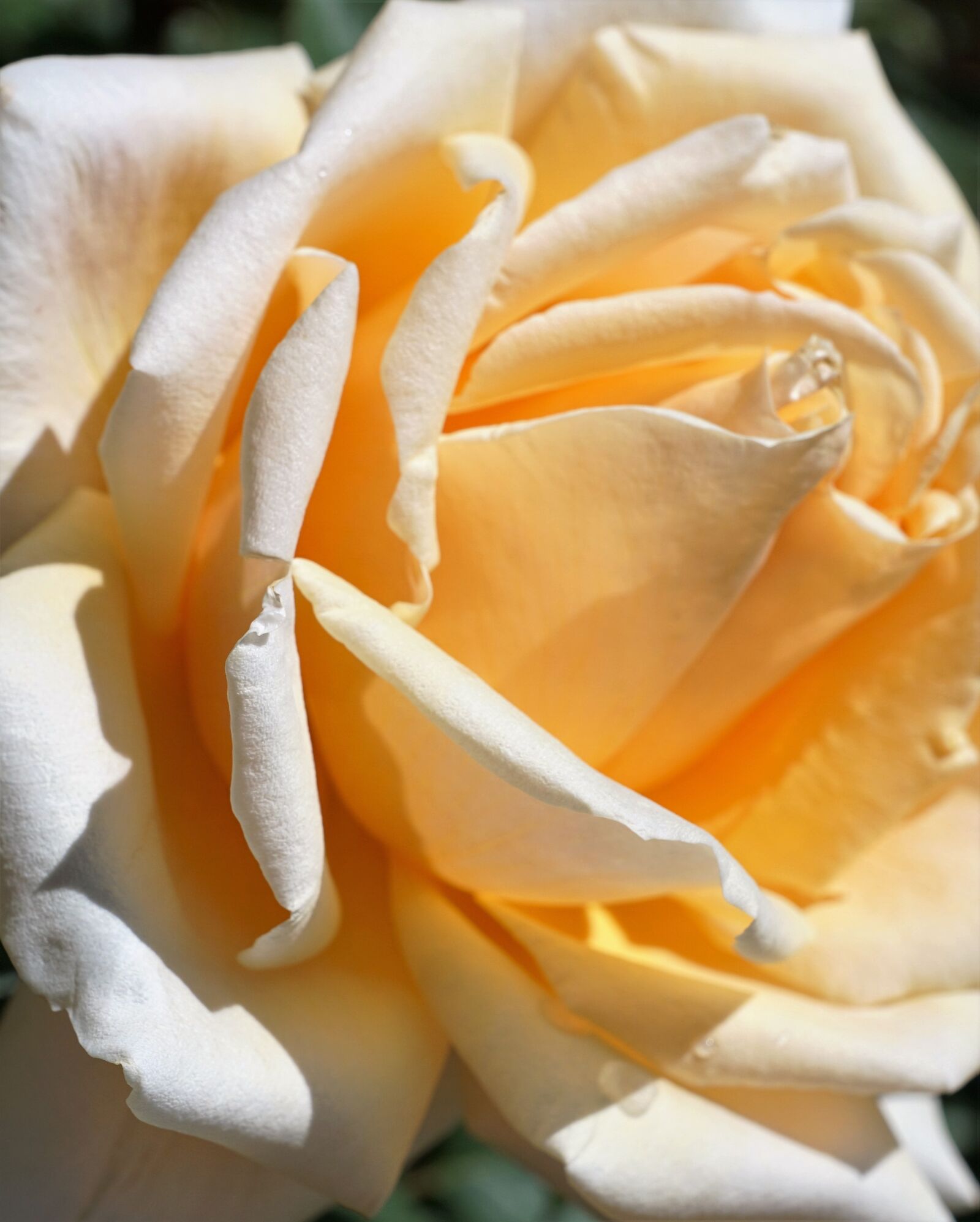 Sony ILCA-77M2 + Sony DT 16-50mm F2.8 SSM sample photo. Rose, yellow, love photography