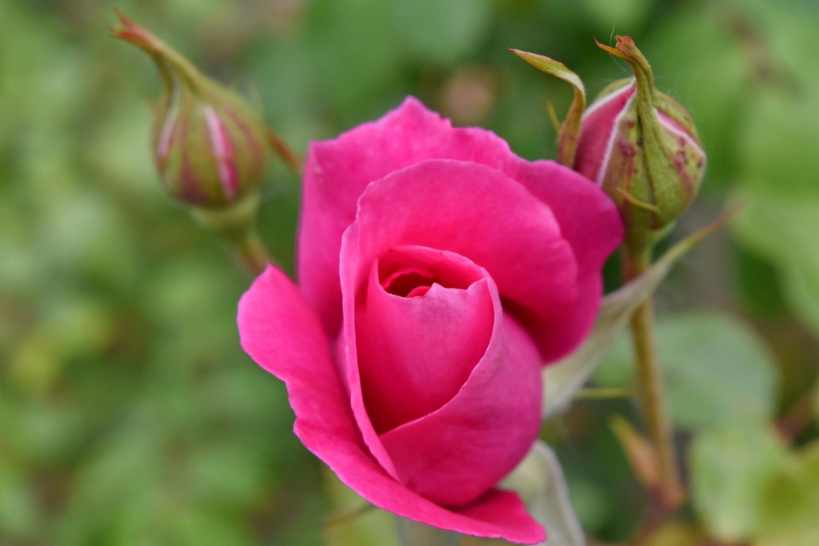 Nikon D5500 sample photo. Flower bud, flower garden photography