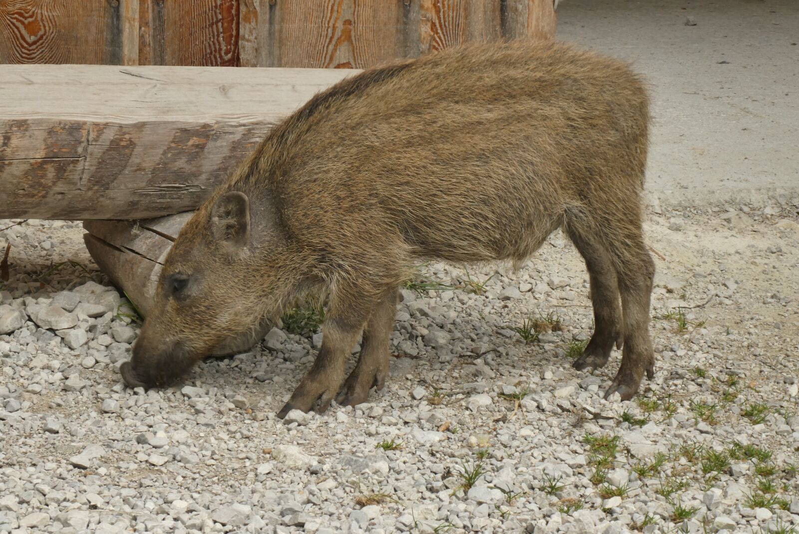 Panasonic Lumix DC-ZS70 (Lumix DC-TZ90) sample photo. Big, frisling, young boar photography