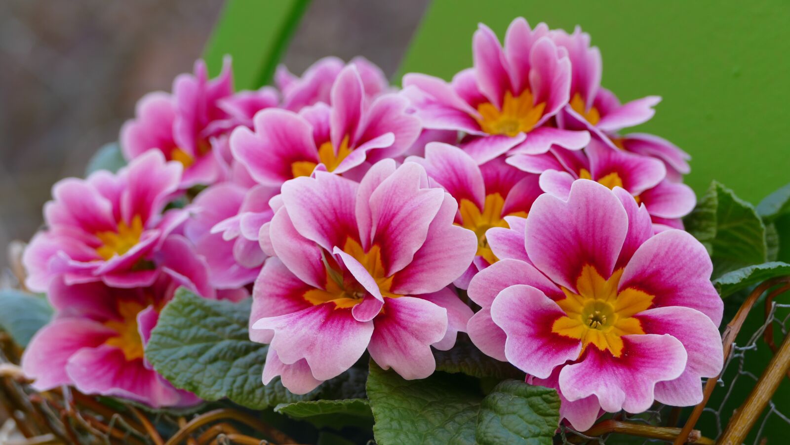 Panasonic Lumix DMC-FZ1000 sample photo. Primrose, flower, spring photography