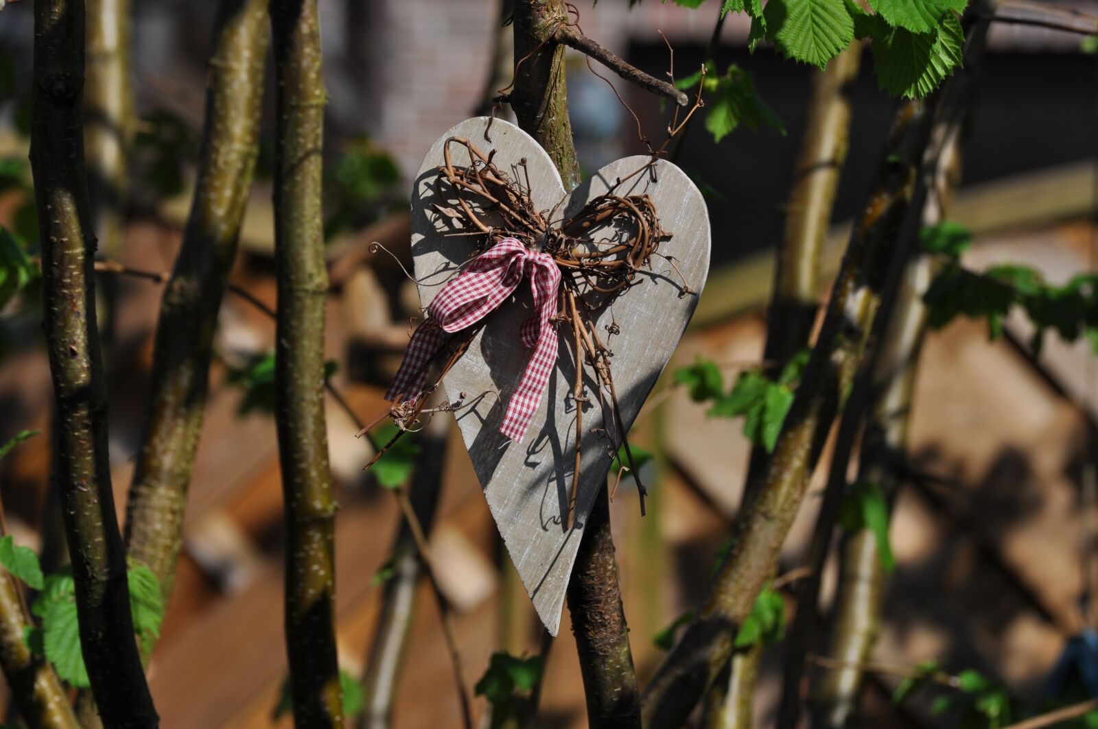 Nikon D5000 sample photo. Tree, nature, leaf photography