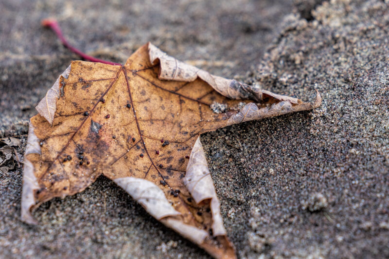 Sony FE 70-200mm F2.8 GM OSS sample photo. Leaf, sand, beach photography