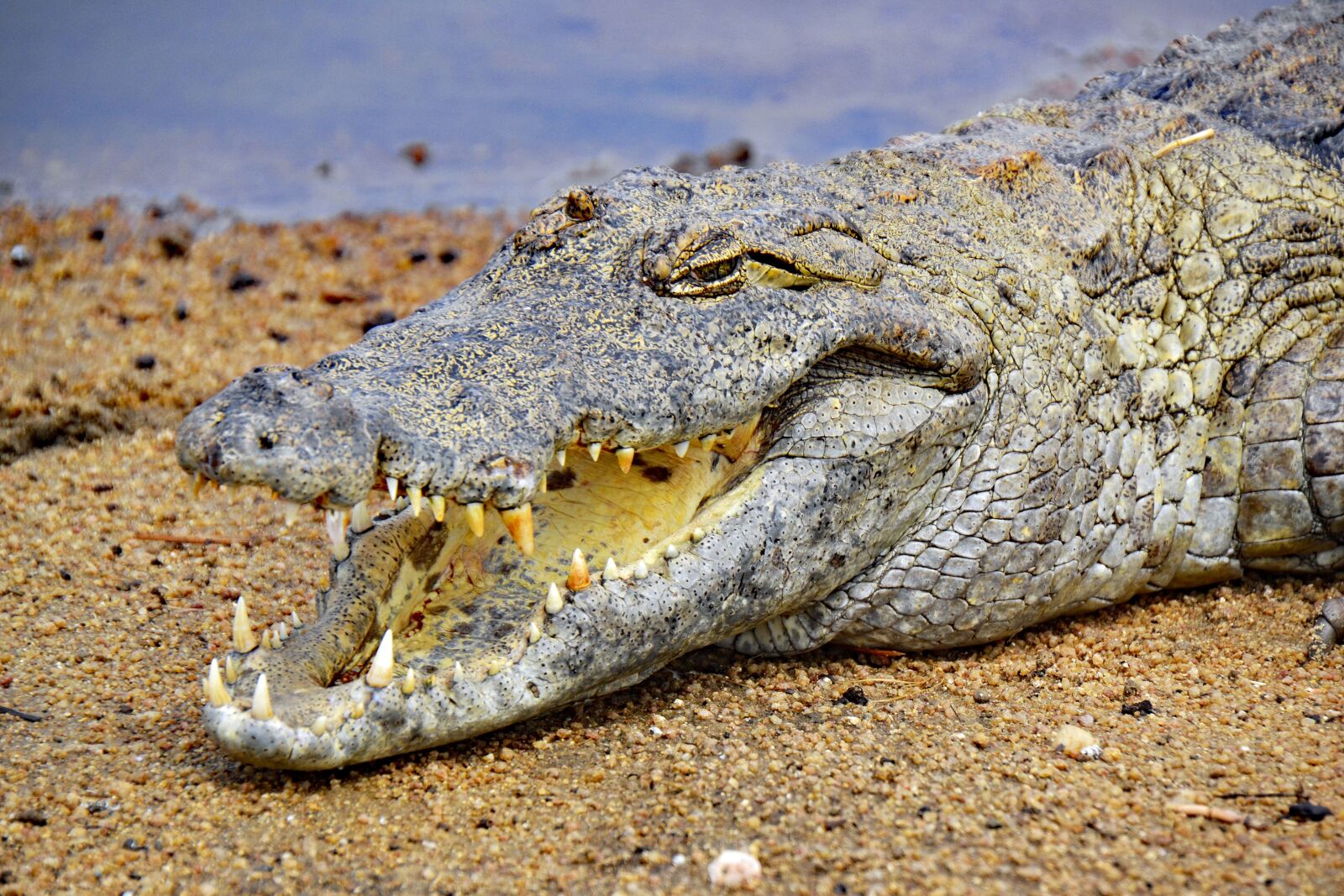 Nikon D3100 sample photo. Crocodile, ghana, africa photography