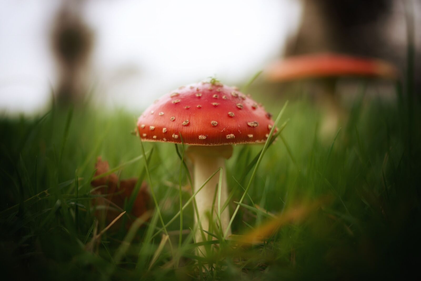 Pentax K-70 sample photo. Mushroom, fly agaric, red photography