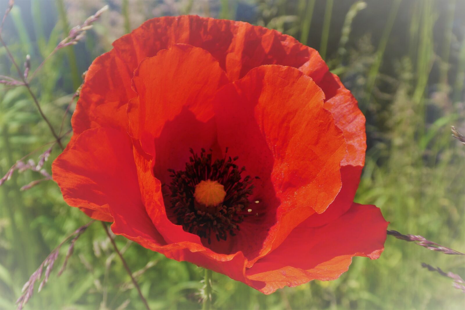 Panasonic Lumix DC-ZS70 (Lumix DC-TZ90) sample photo. Poppy, flower, bloom photography