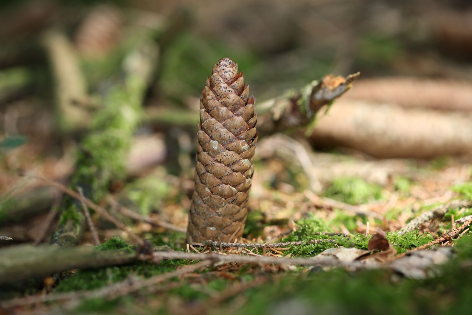 Canon EF 100mm F2.8L Macro IS USM sample photo. Tap, pine cones, nature photography