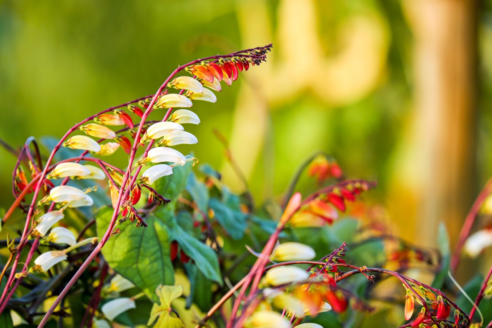Fujifilm X-T10 + Fujifilm XC 50-230mm F4.5-6.7 OIS sample photo. Star winds, quamoclit lobata photography
