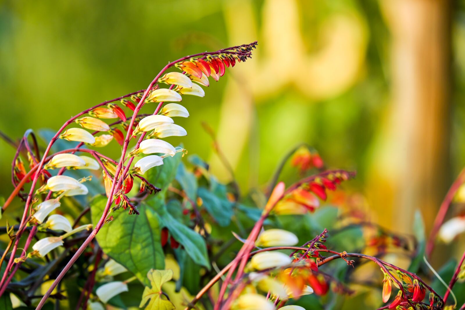 Fujifilm X-T10 + Fujifilm XC 50-230mm F4.5-6.7 OIS sample photo. Star winds, quamoclit lobata photography