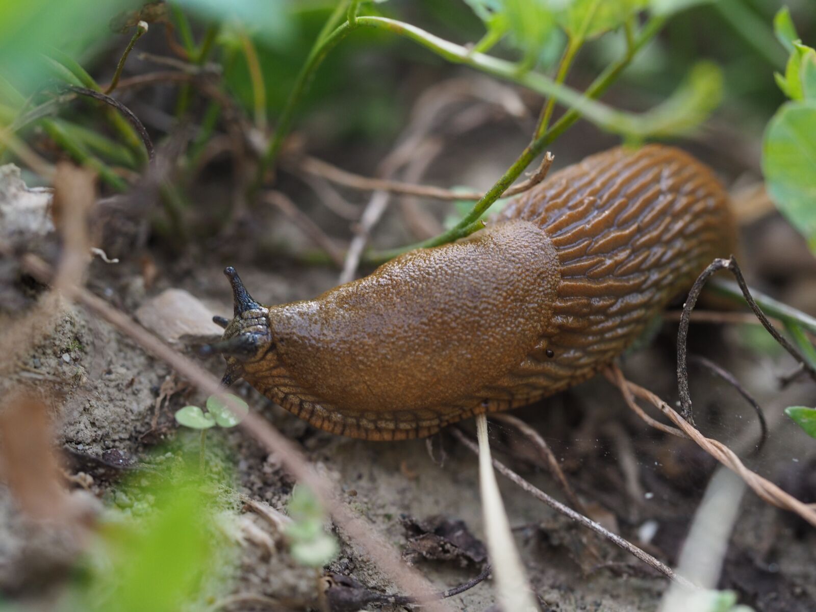 Olympus M.Zuiko Digital ED 60mm F2.8 Macro sample photo. Slug, snail, slimy photography
