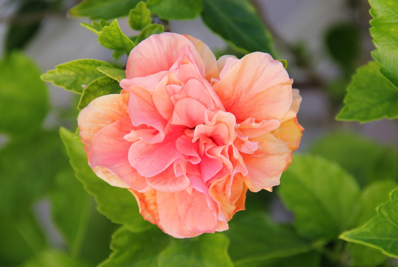 Canon EOS 550D (EOS Rebel T2i / EOS Kiss X4) sample photo. Filled hibiskusbl te, blossom photography