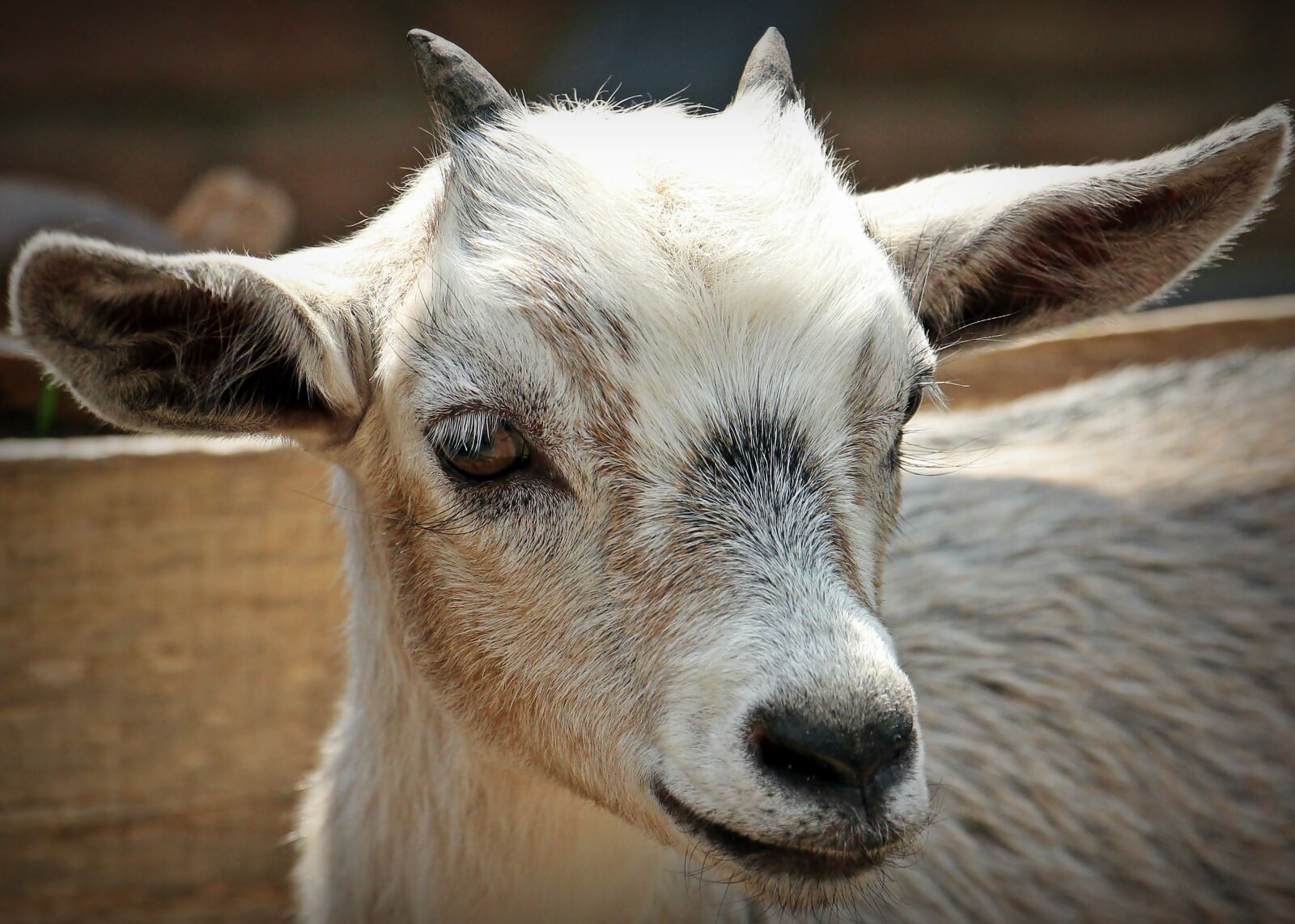 Canon EOS 550D (EOS Rebel T2i / EOS Kiss X4) sample photo. Goat, animal, horns photography