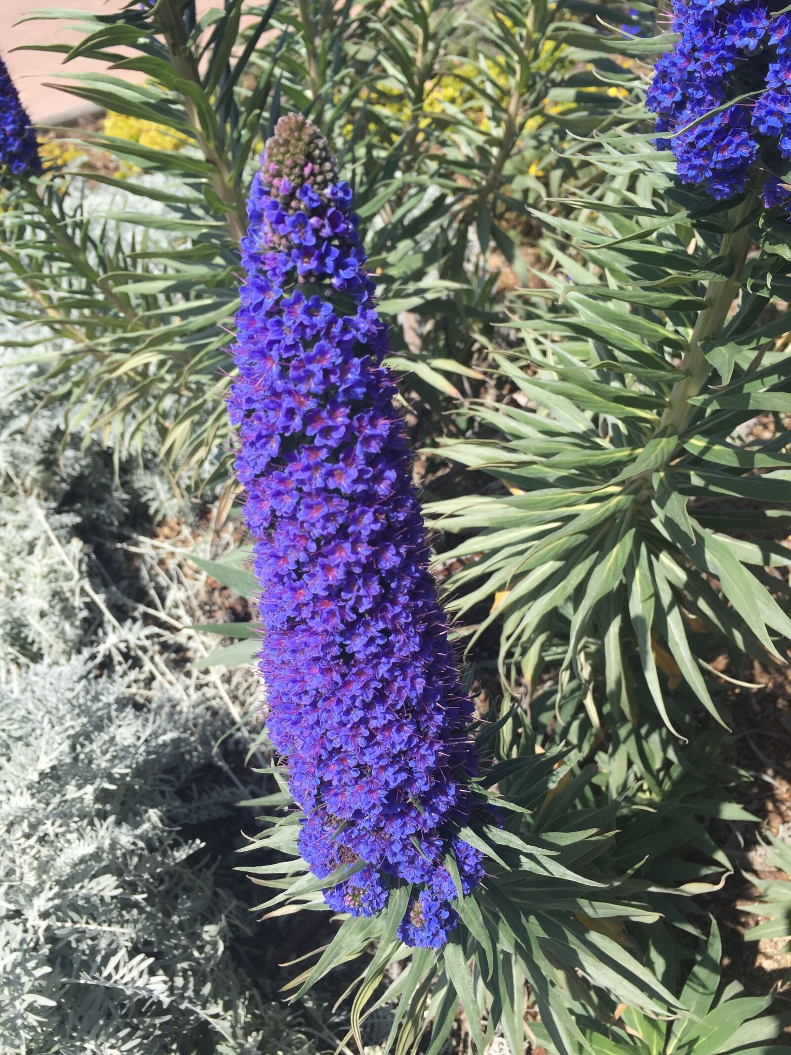Apple iPhone 6 sample photo. Flower, nature, garden photography