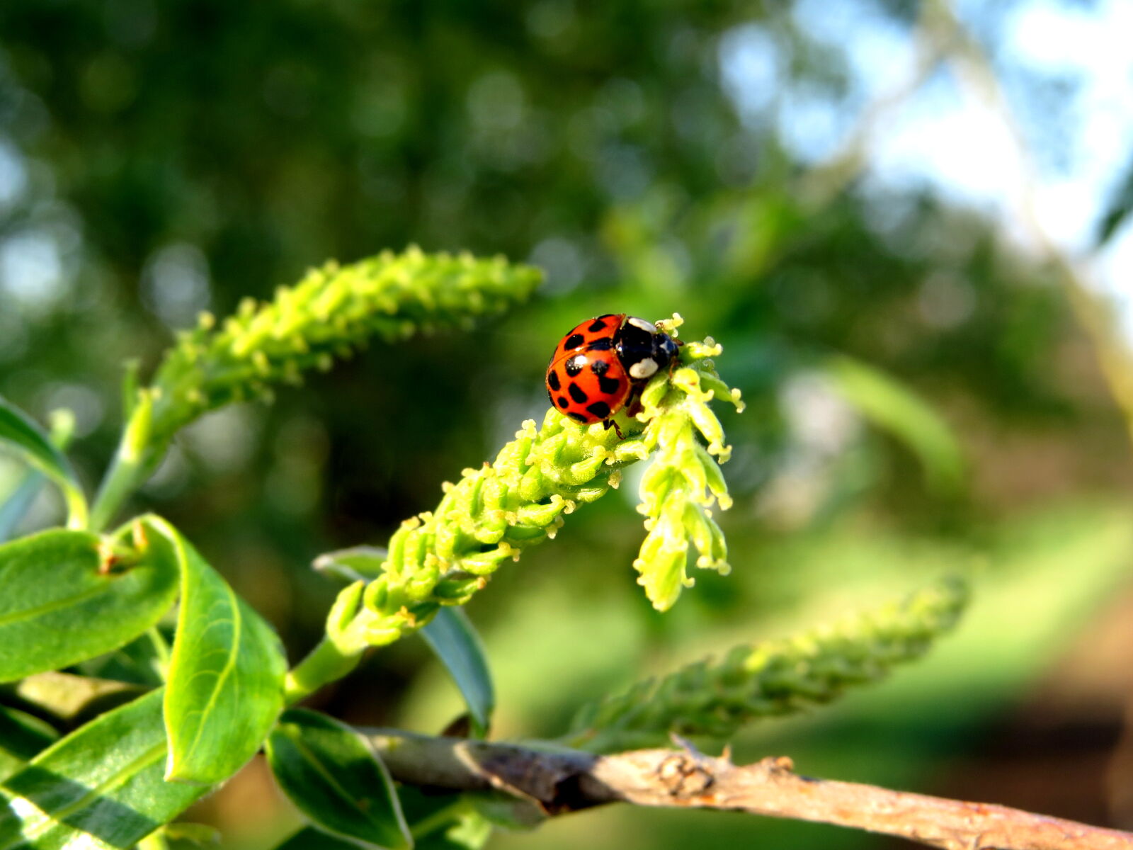 Canon PowerShot SX50 HS sample photo. Insect, ladybug photography