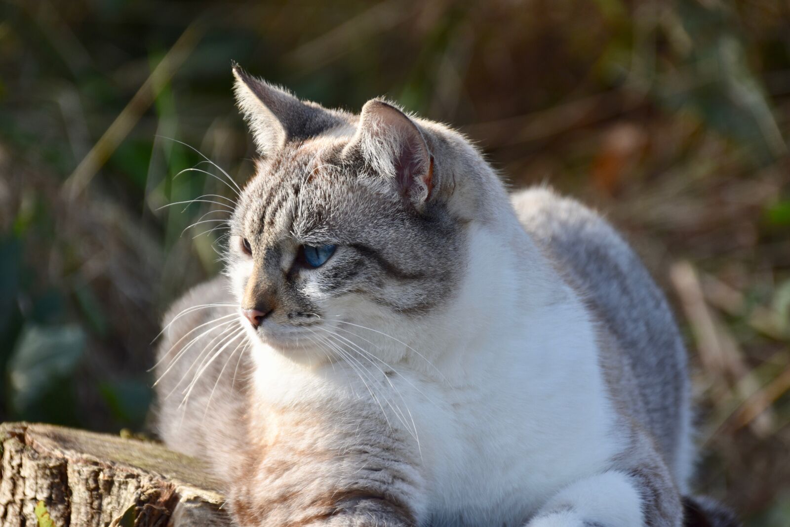 Nikon D5600 sample photo. Cat, tabby cat, pet photography