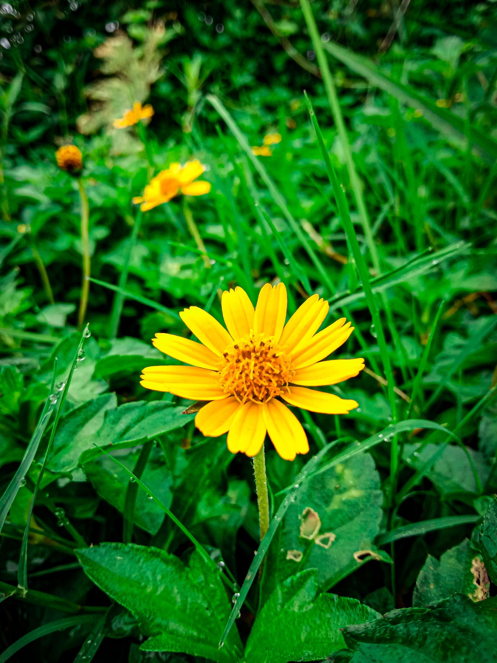 vivo 1901 sample photo. Flowers, cctv, yellow flower photography