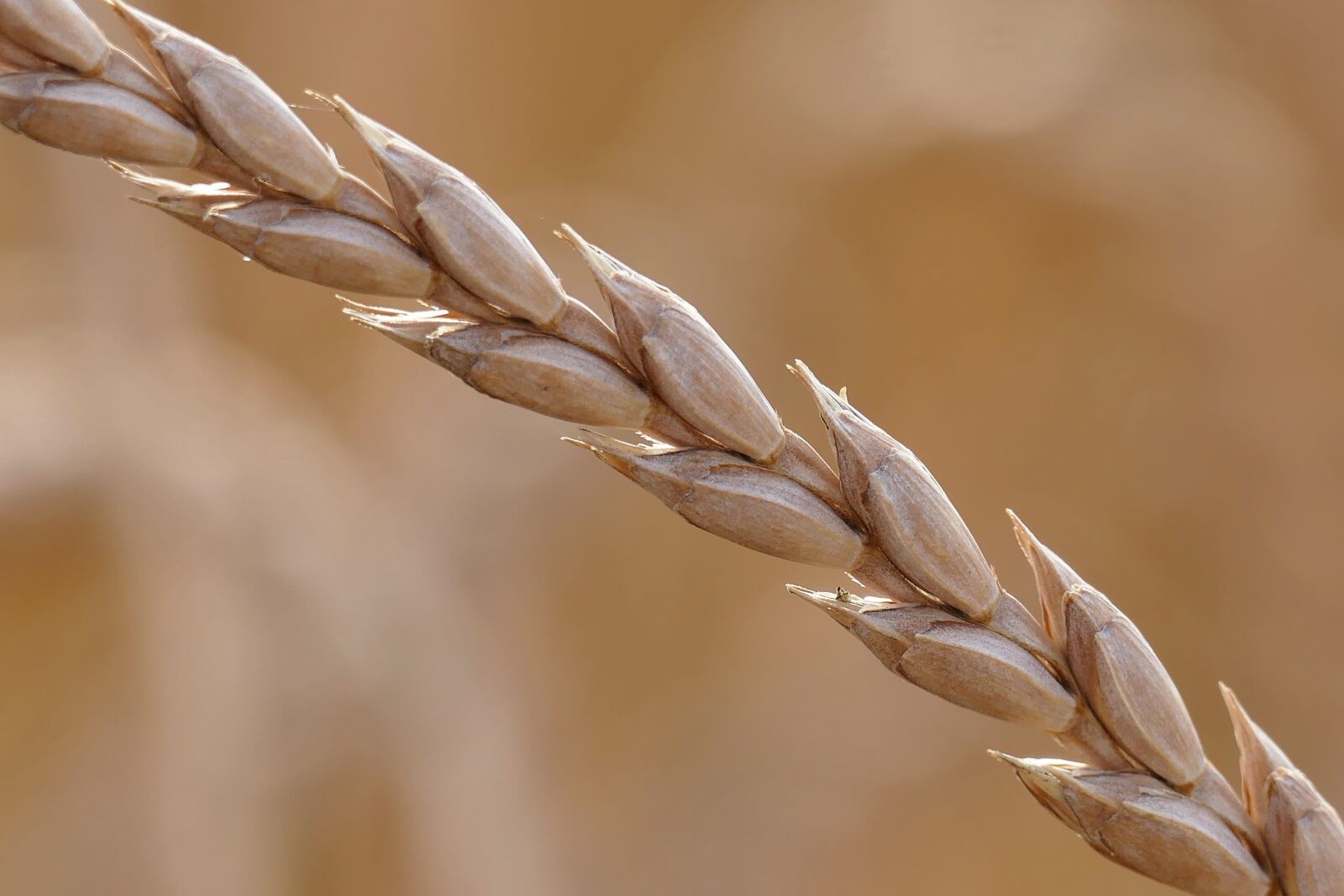 Panasonic Lumix DMC-FZ1000 sample photo. Spelt, cereals, triticum aestivum photography