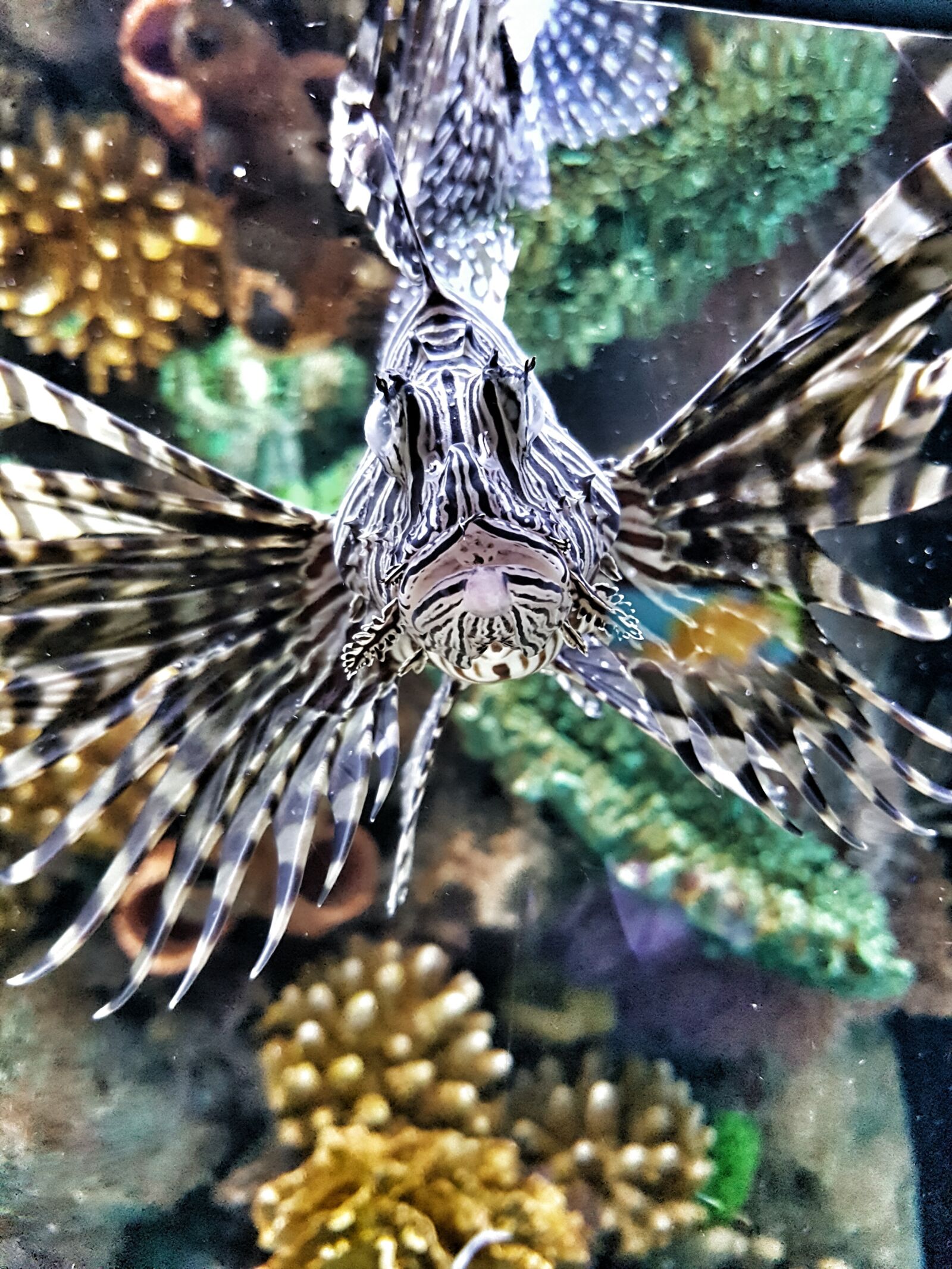Samsung Galaxy S7 Edge sample photo. Lionfish, poisonous, nature photography