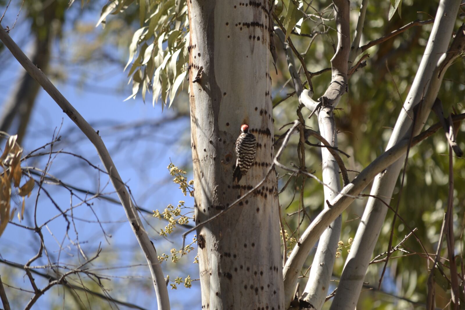 Nikon D3100 sample photo. Bird, ave, bouquet photography