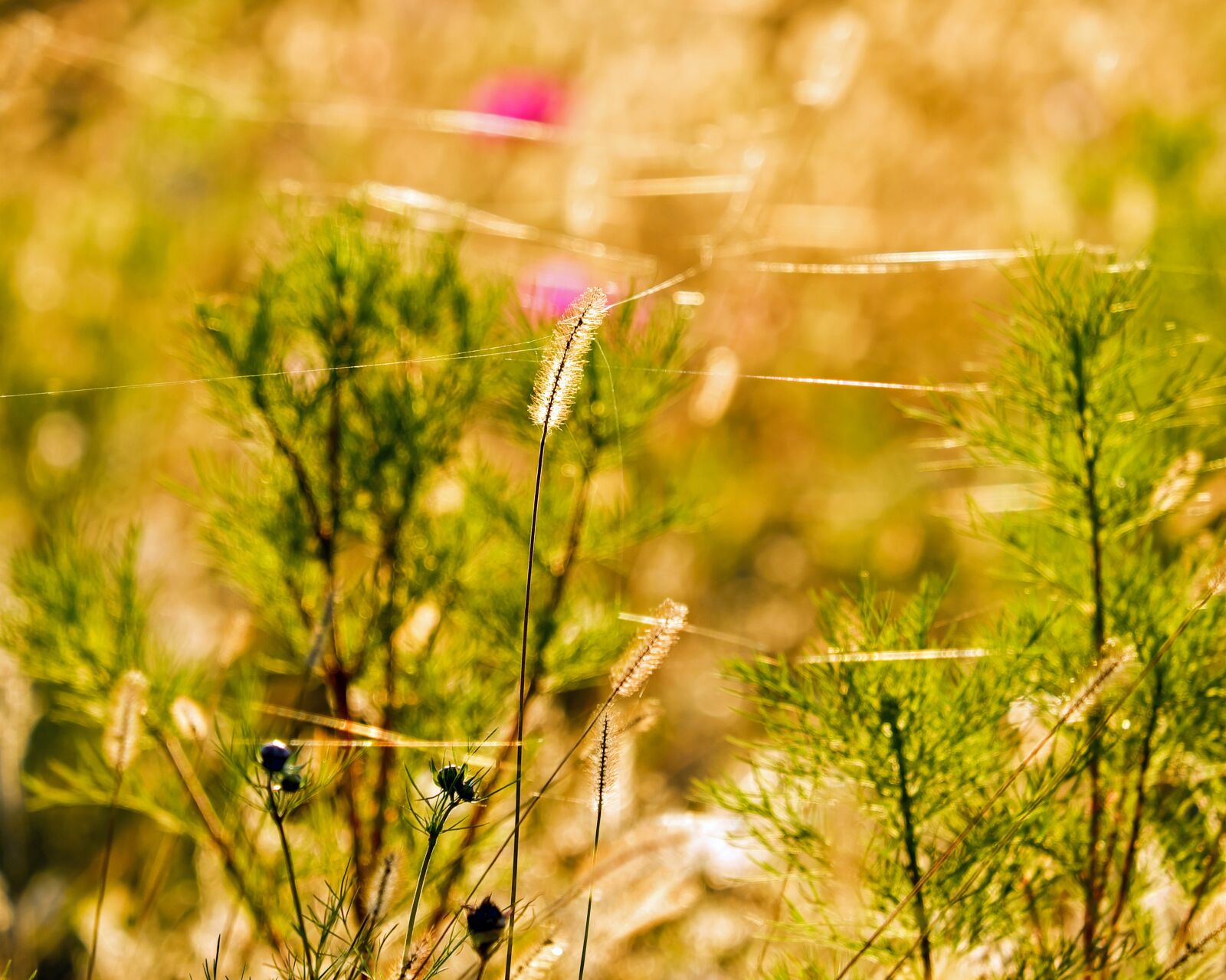 Fujifilm XF 55-200mm F3.5-4.8 R LM OIS sample photo. Foxtail, meadow fox-tail, plant photography