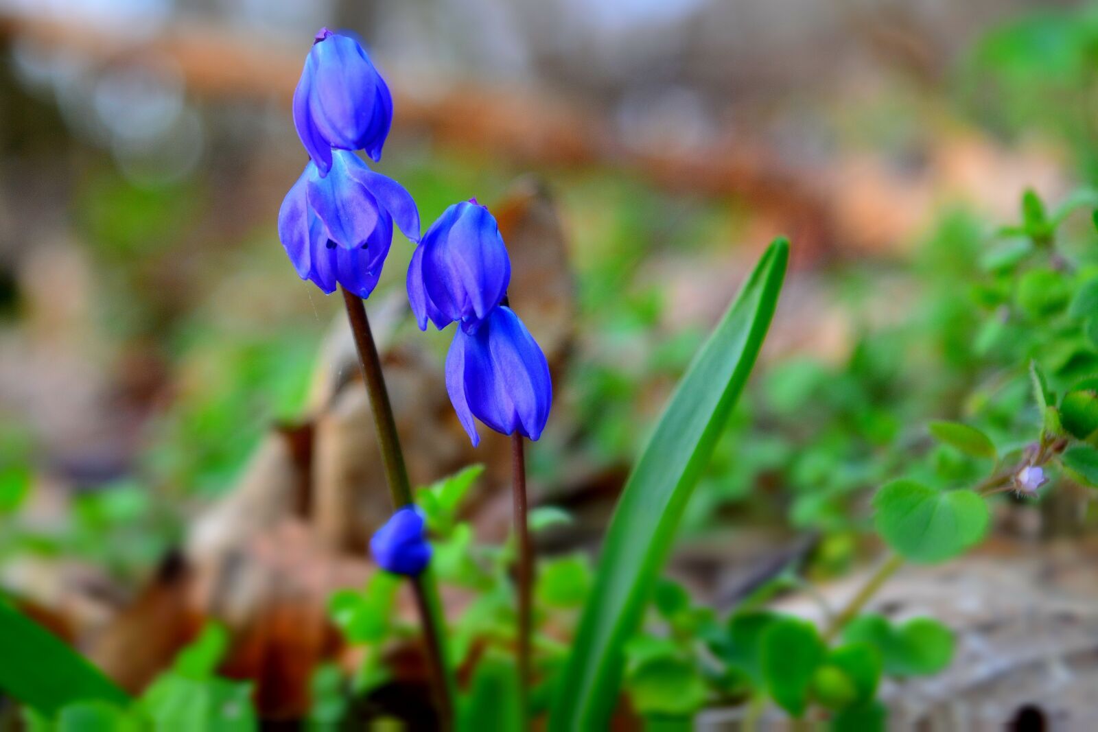 Nikon D5200 sample photo. Flower, scilla, forest flower photography