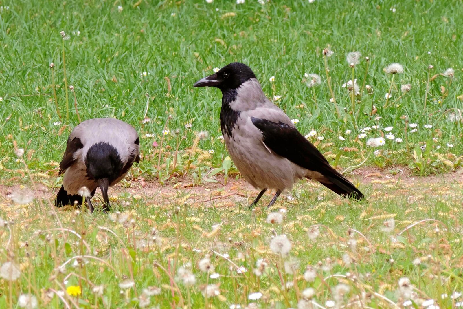 Nikon Coolpix P520 sample photo. Fog crows, carrion crows photography